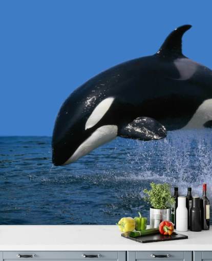 Orca Hintergrundbild