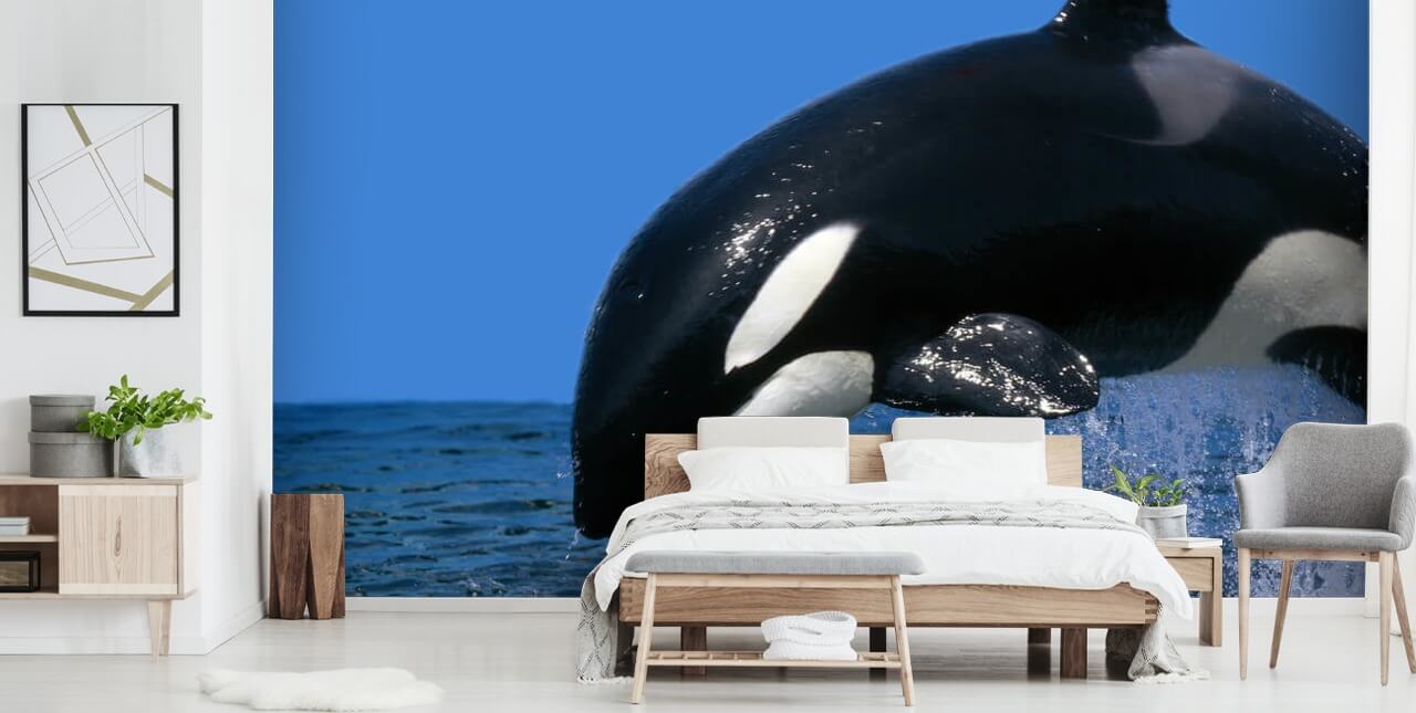 Orca Hintergrundbild