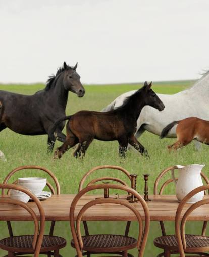 Gruppe af Heste i Lang Grass Baggrund