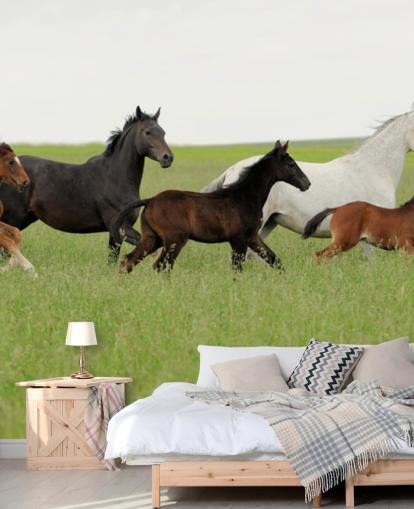 Gruppe af Heste i Lang Grass Baggrund