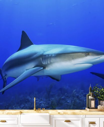Caribbean Reef Shark Shark Wallpaper