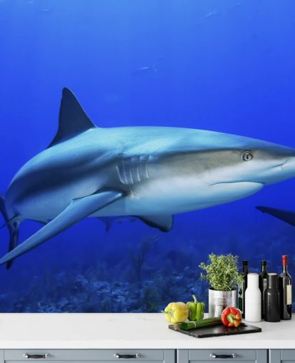 Murale Requin solitaire