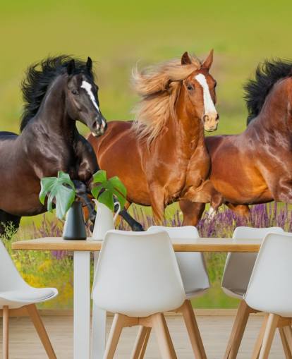 Fondo de pantalla de Tres caballos corriendo en un campo de brezo