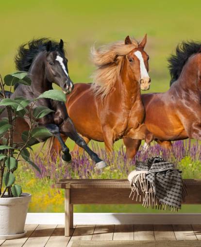 Fond d'écran de trois chevaux courant dans un champ de bruyère Fond d'écran de trois chevaux courant dans un champ de bruyère