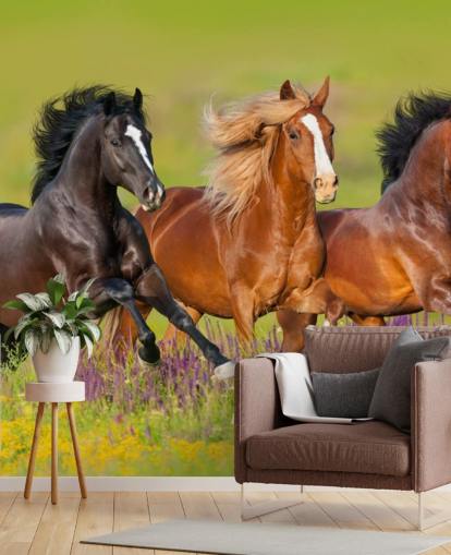 Three Horses Running in a Heather Field Wallpaper Three Horses Running in a Heather Field Wallpaper