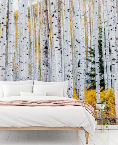 Black and White Birch Trees and Mustard Foliage Wallpaper