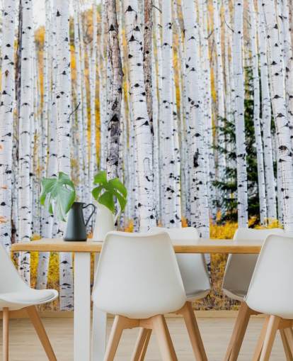 Zwart-witte berkenbomen en mosterdgebladerte behang Zwart-witte berkenbomen en mosterdgebladerte behang