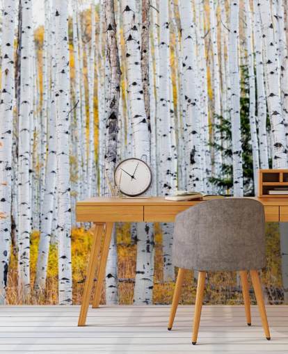 Black and White Birch Trees and Mustard Foliage Wallpaper Black and White Birch Trees and Mustard Foliage Wallpaper