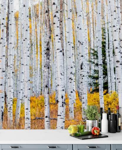 Black and White Birch Trees and Mustard Foliage Wallpaper Black and White Birch Trees and Mustard Foliage Wallpaper