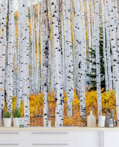 Black and White Birch Trees and Mustard Foliage Wallpaper