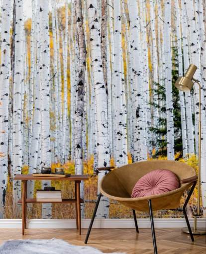 Black and White Birch Trees and Mustard Foliage Wallpaper