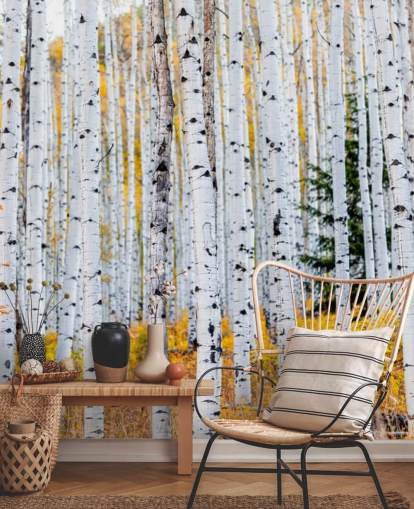 Zwart-witte berkenbomen en mosterdgebladerte behang Zwart-witte berkenbomen en mosterdgebladerte behang