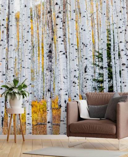 Black and White Birch Trees and Mustard Foliage Wallpaper Black and White Birch Trees and Mustard Foliage Wallpaper