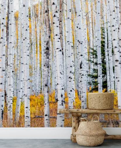 Black and White Birch Trees and Mustard Foliage Wallpaper