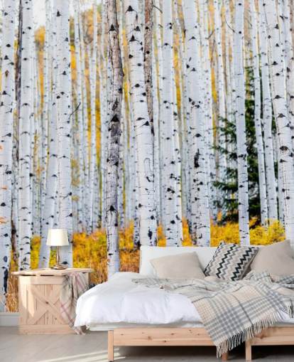 Black and White Birch Trees and Mustard Foliage Wallpaper Black and White Birch Trees and Mustard Foliage Wallpaper