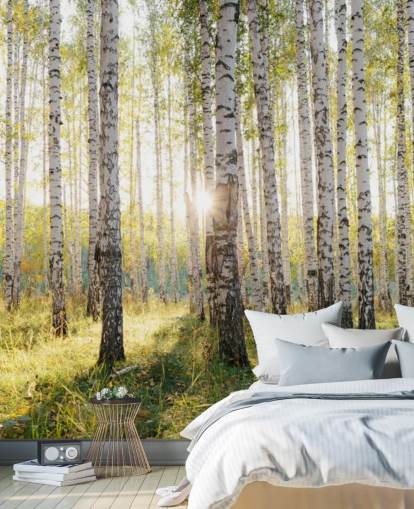 Birch Tree Forest behang