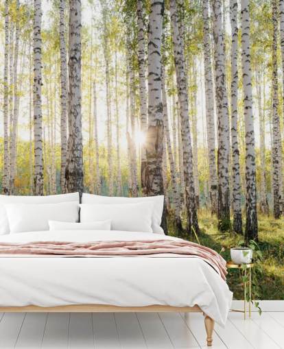 Birch Tree Forest Wallpaper