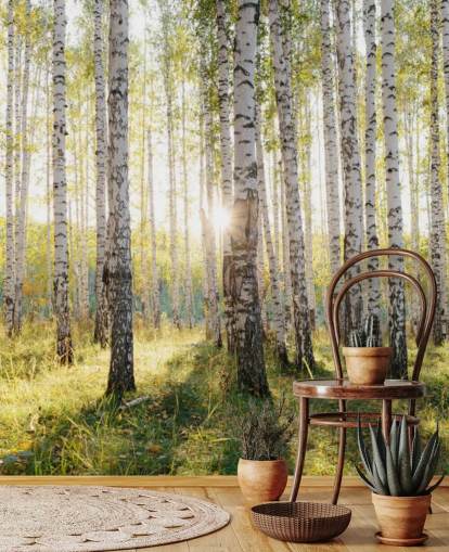 Carta da parati con foresta di betulle