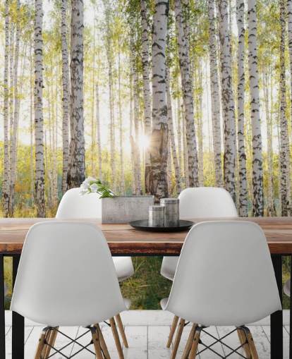 Papier peint Birch Tree Forest