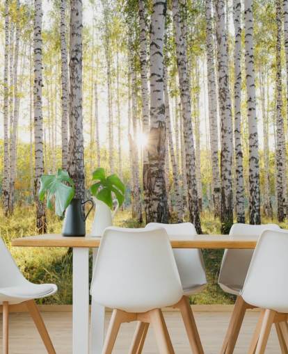 Birch Tree Forest Wallpaper