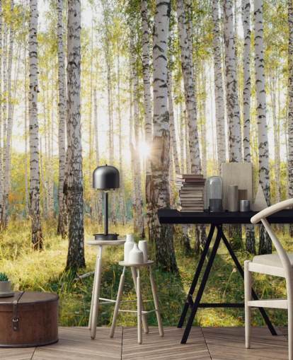 Birch Tree Forest Wallpaper