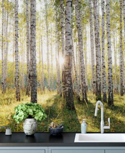 Birch Tree Forest Wallpaper