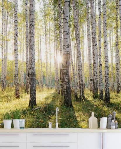 Papel de parede Birch Tree Forest Papel de parede Birch Tree Forest