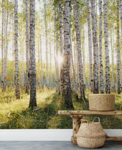 Birch Tree Forest Wallpaper