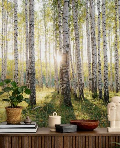 Papier peint Birch Tree Forest