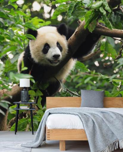 young panda climbing tree wallpaper