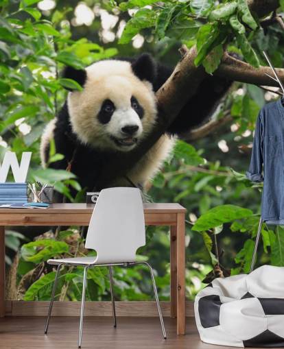 young panda climbing tree wallpaper