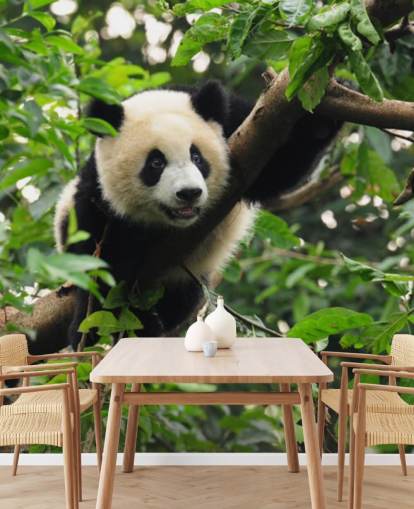 carta da parati giovane panda albero rampicante