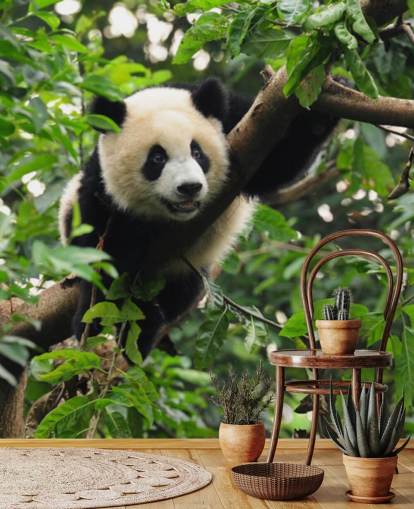 young panda climbing tree wallpaper