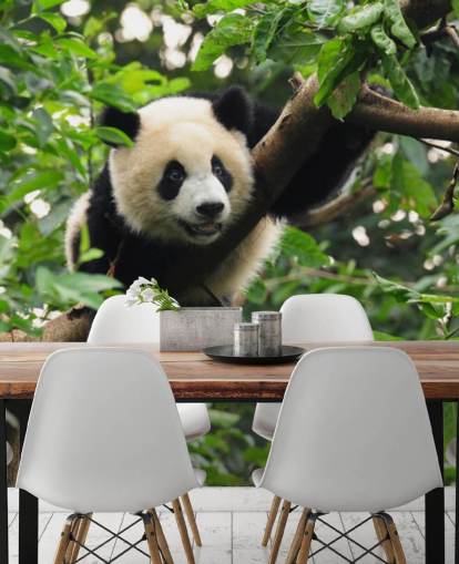 papel pintado joven panda trepando