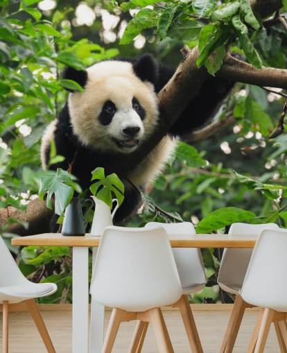 papel pintado joven panda trepando