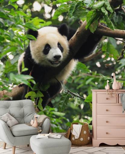 nuori panda kiipeily puu tapetti