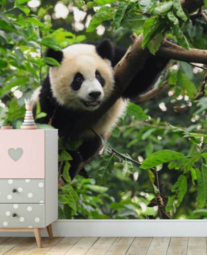 carta da parati giovane panda albero rampicante