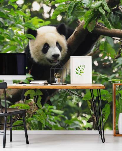nuori panda kiipeily puu tapetti