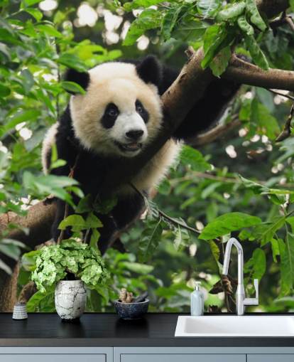young panda climbing tree wallpaper