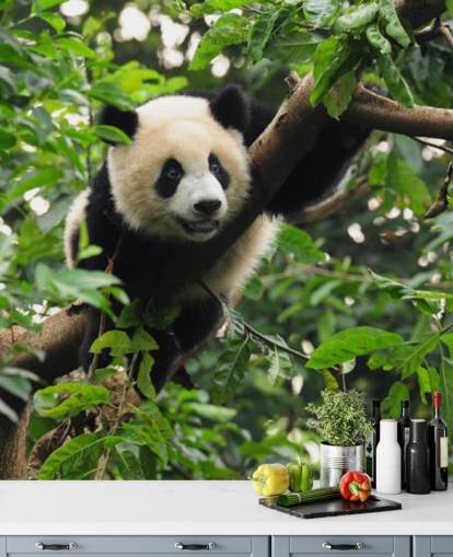 papel pintado joven panda trepando