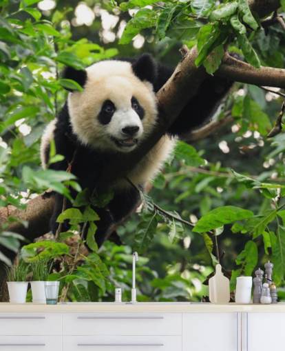papel pintado joven panda trepando