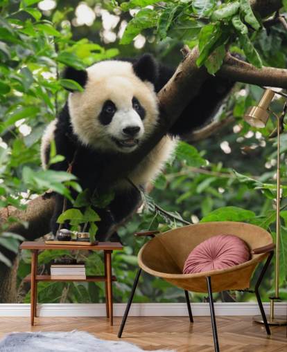 young panda climbing tree wallpaper young panda climbing tree wallpaper