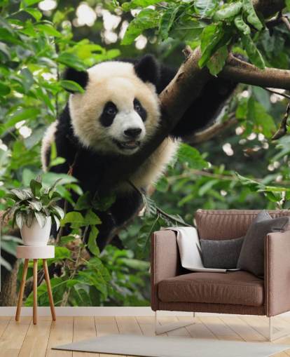 papel pintado joven panda trepando papel pintado joven panda trepando