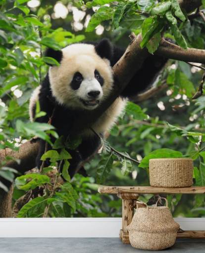 young panda climbing tree wallpaper