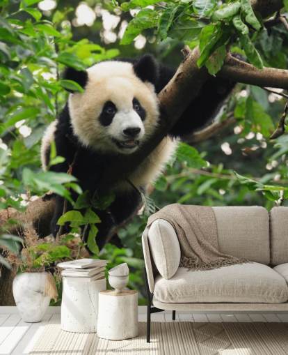 young panda climbing tree wallpaper young panda climbing tree wallpaper