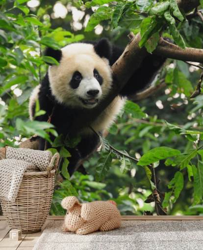 young panda climbing tree wallpaper young panda climbing tree wallpaper