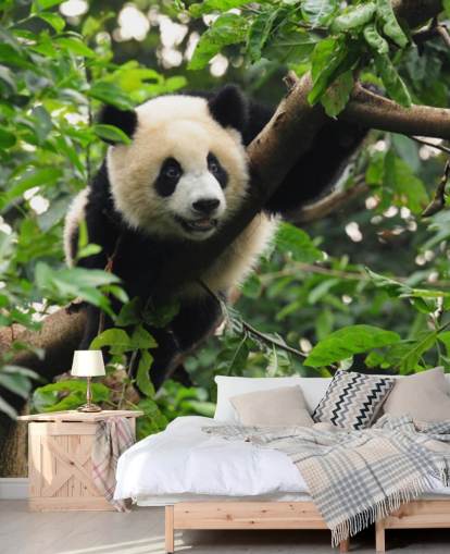 carta da parati giovane panda albero rampicante
