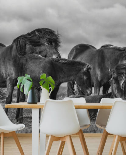 zwart-wit paarden behang zwart-wit paarden behang