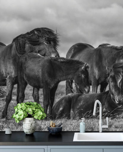 Black and White Horses Wallpaper