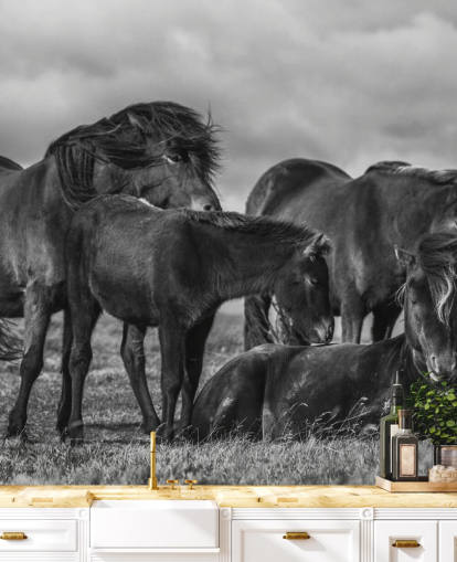 Black and White Horses Wallpaper Black and White Horses Wallpaper